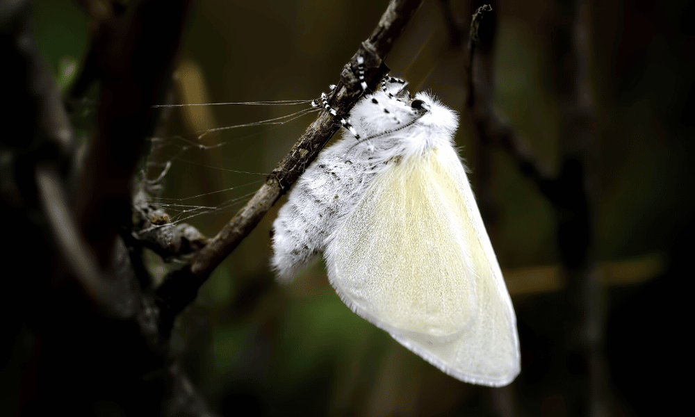 White Satin Moths