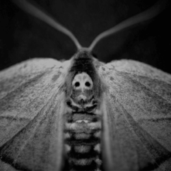 Why Do Moths Turn to Dust?