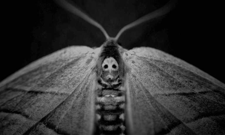 Why Do Moths Turn to Dust