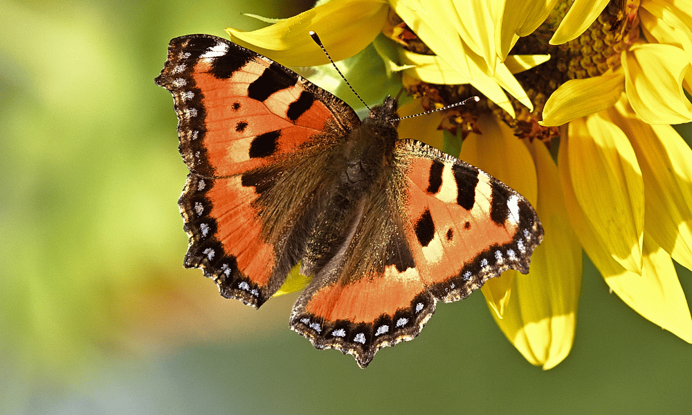 Butterfly Wings Orange