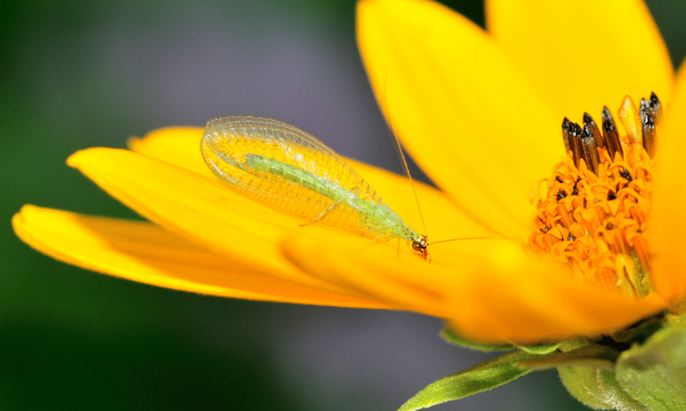Lacewing Eating Pollen