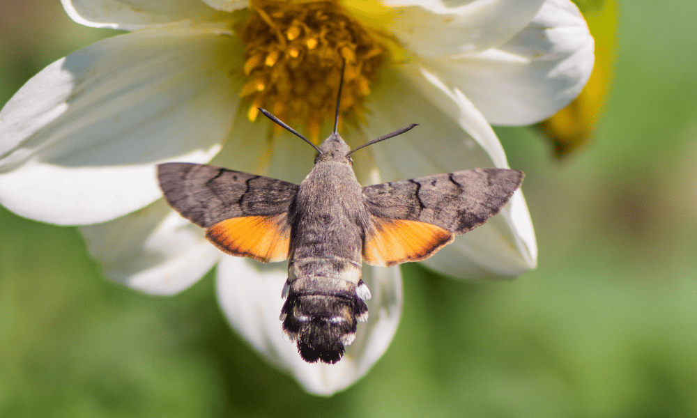 Moth Pollinating Nectar