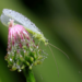 What Do Lacewings Eat?
