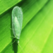 What Do Lacewings Look Like?