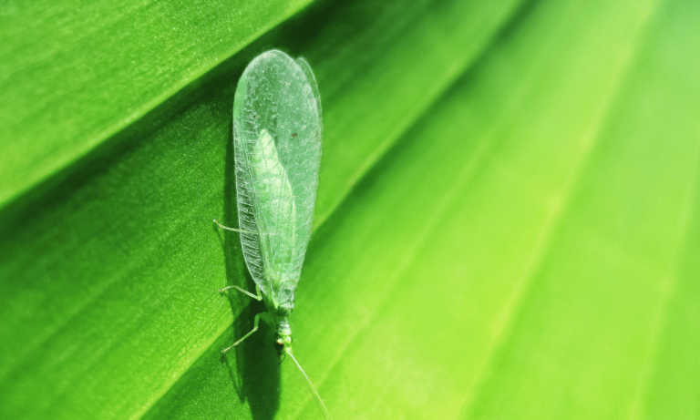 What Do Lacewings Look Like