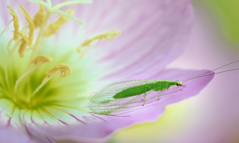 Where Do Lacewings Live