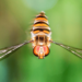 Why Do Hoverflies Follow You?