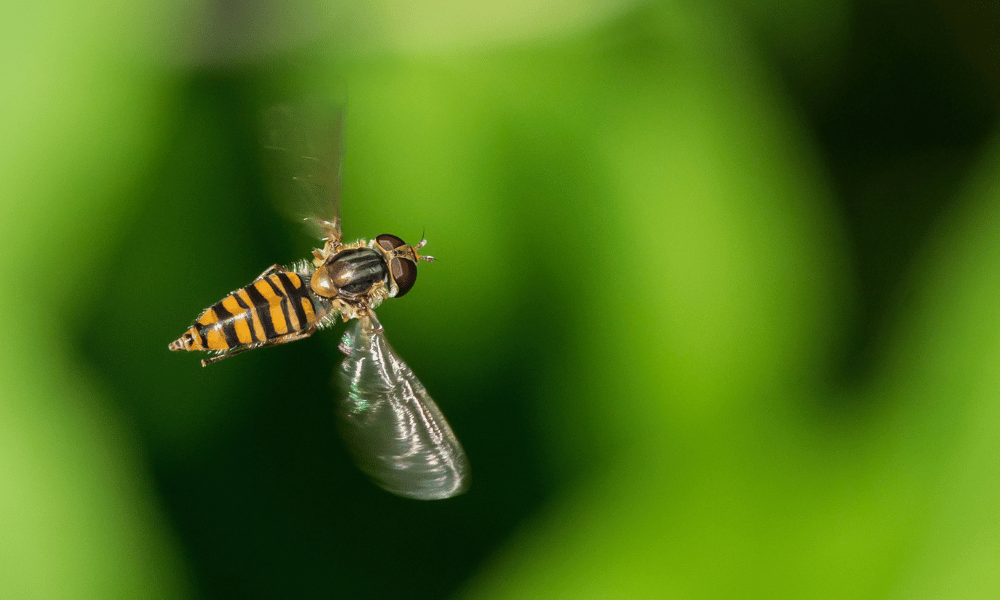 Why Do Hoverflies Hover