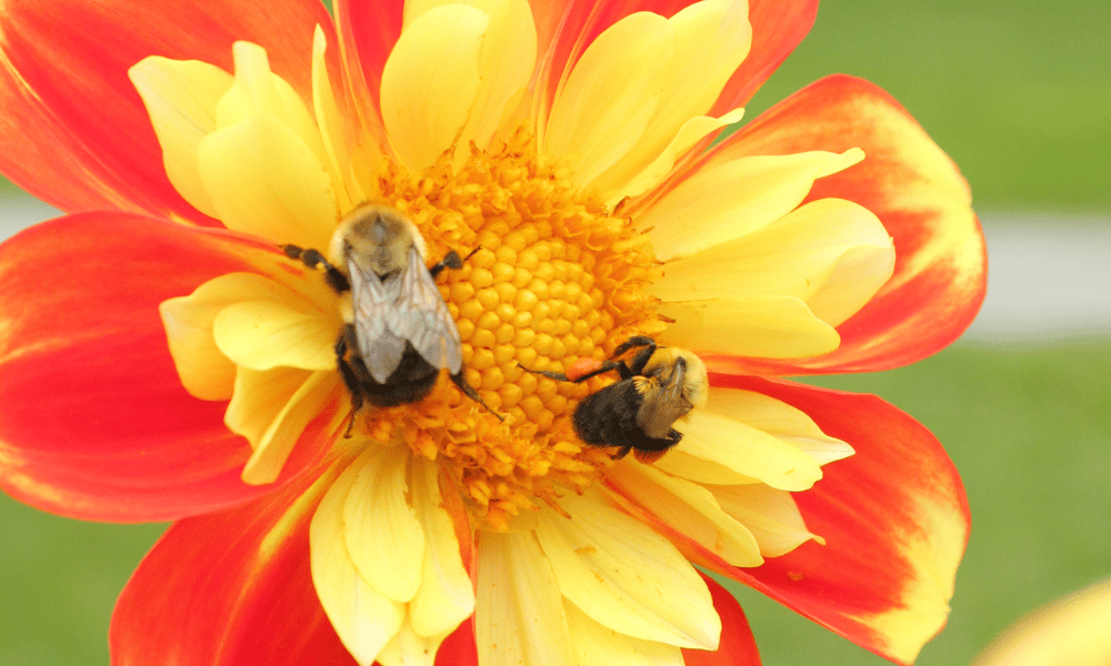 Bees on Dahlia