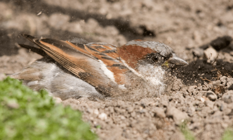 Do Sparrows Take Mud Baths