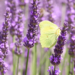 Does Lavender Attract Butterflies?