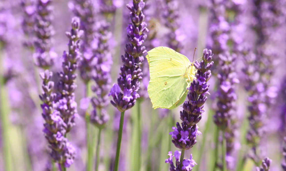Does Lavender Attract Butterflies