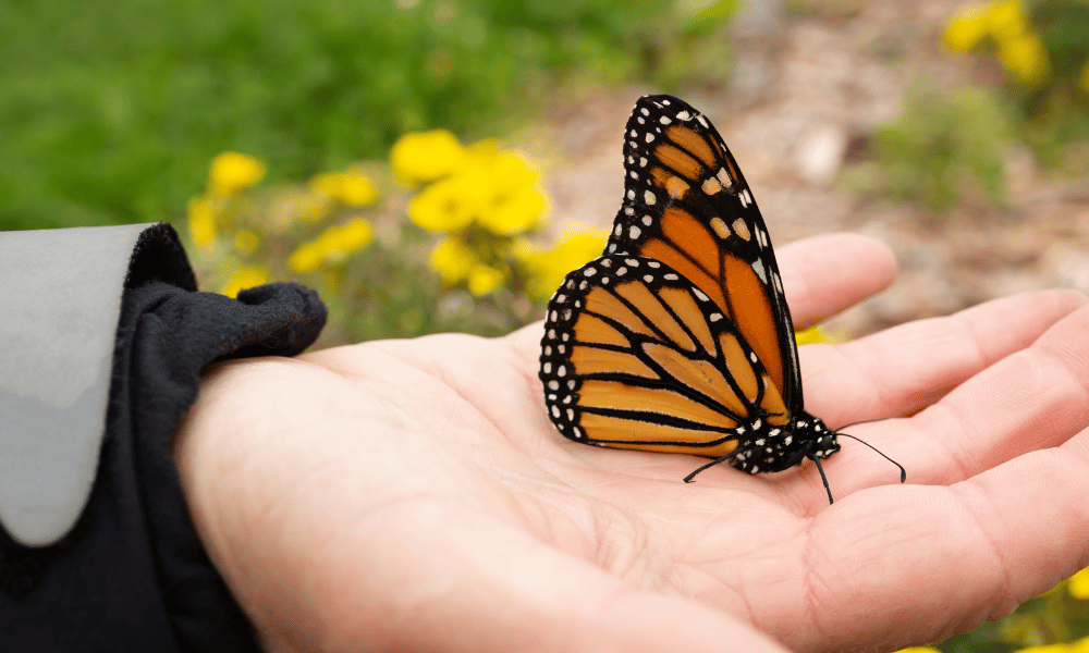 Holding Butterfly