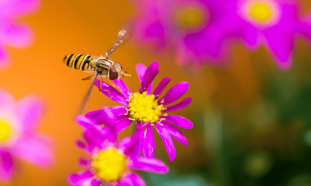 Hoverfly Hovering at Pink Flower
