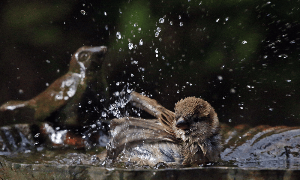 Sparrow Water Bath