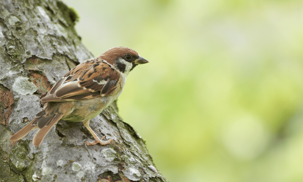 Sparrow in Garden