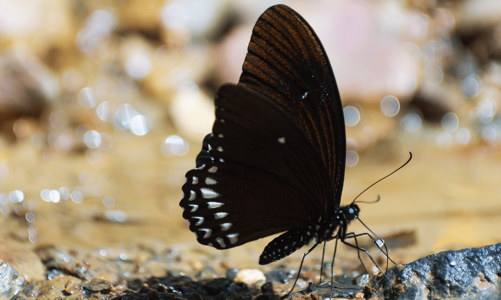 Black Butterfly on the Ground