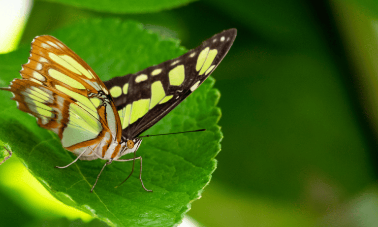 What Do Green Butterflies Mean