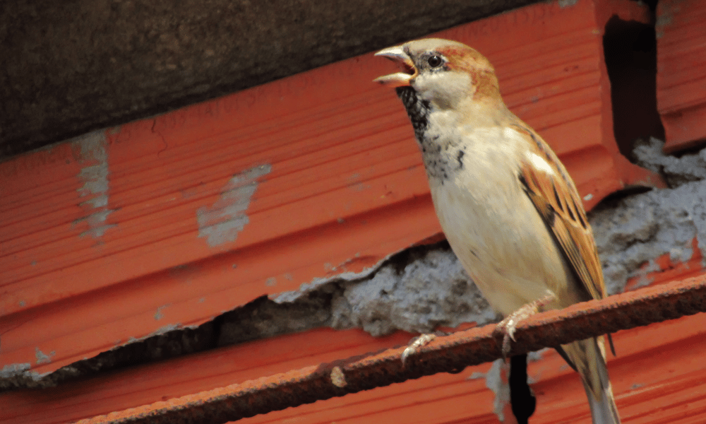 Why Do House Sparrows Chirp So Much