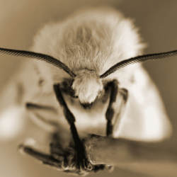 Why Do Moths Fly at Your Face?