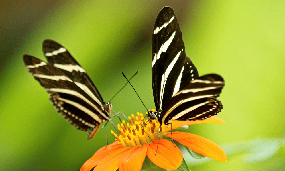 Zebra Butterfly Pollinating
