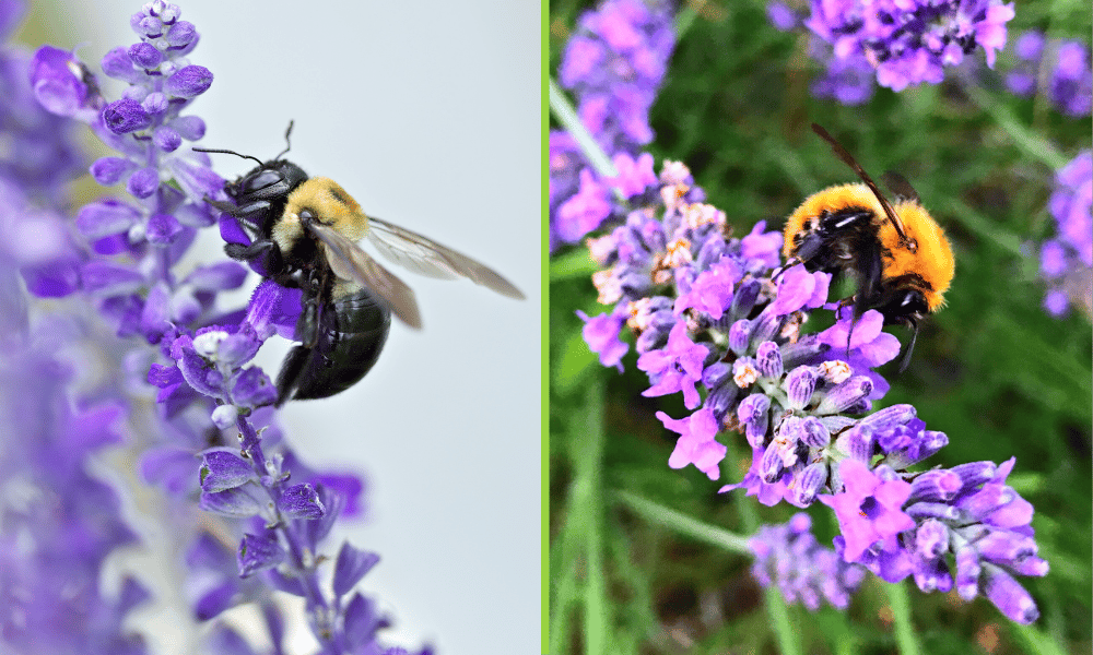 Carpenter Bee vs Bumblebee