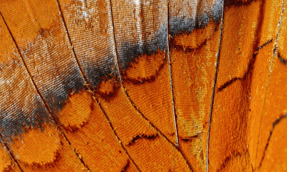 Wing Nerves