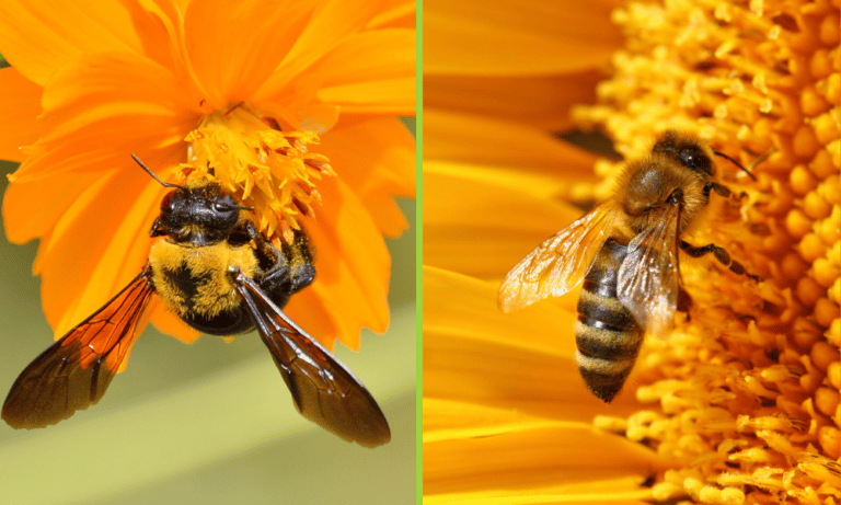 Carpenter Bee vs Honey Bee
