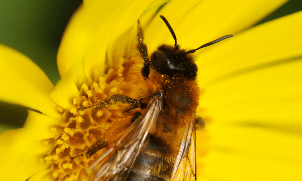 Mason Bee Pollinating