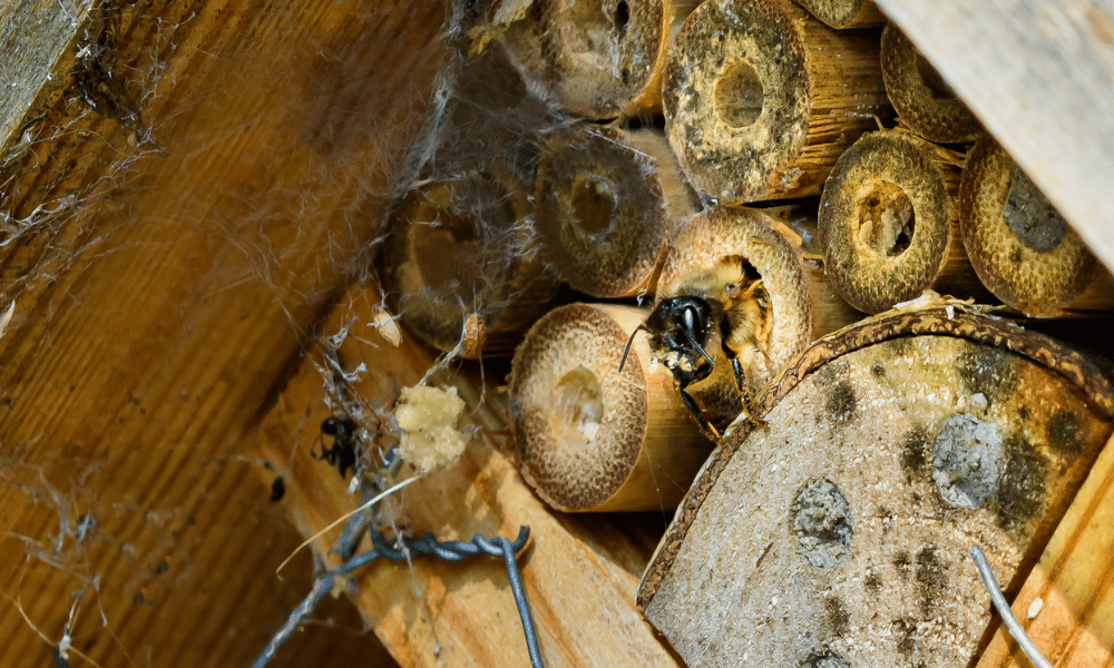 Mason Bee in Nest