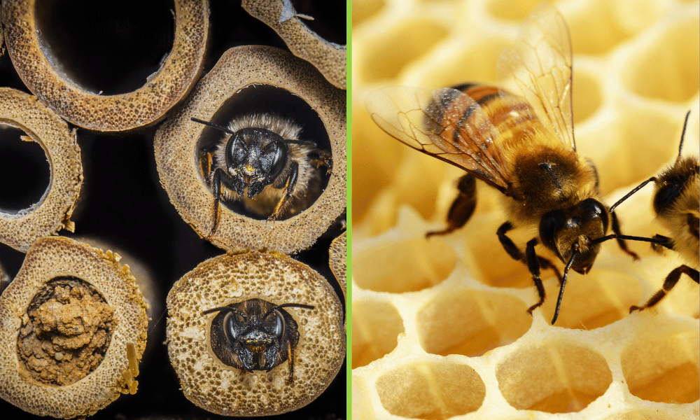Mason Bees vs Honey Bees