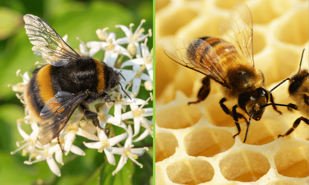 Bumblebee vs Honey Bee