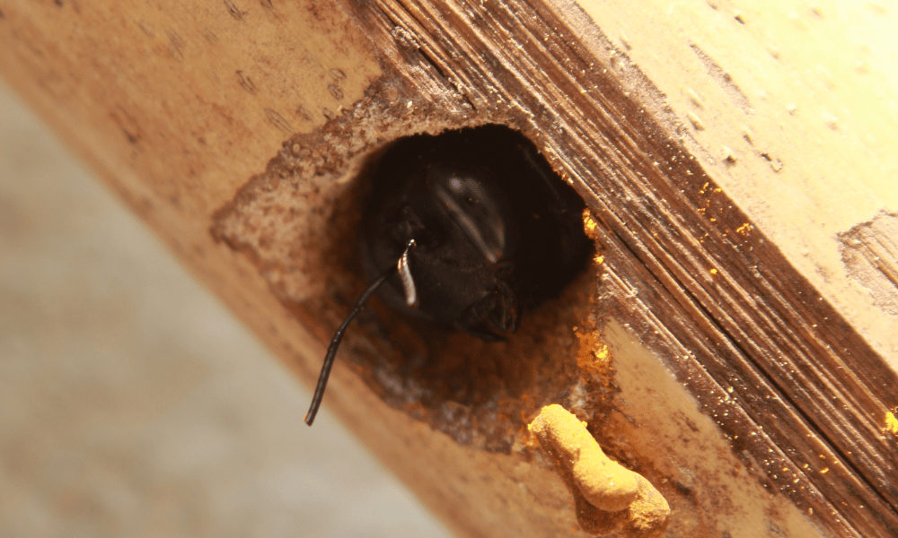 Carpenter Bee in Wood