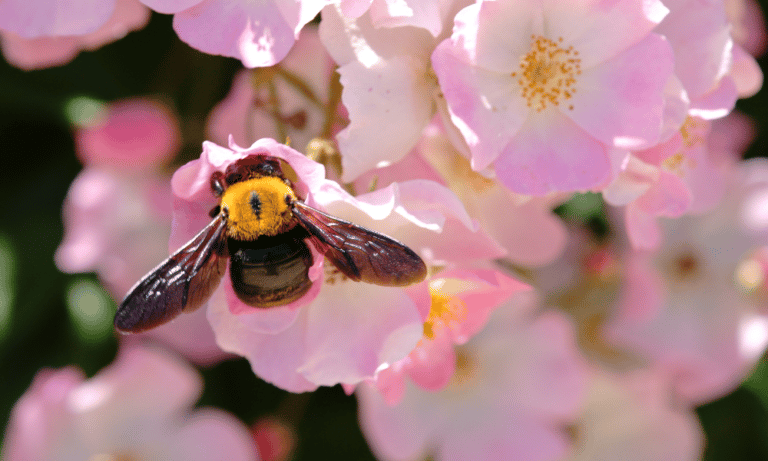 What Attracts Carpenter Bees