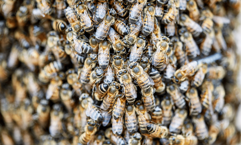 African Honeybee