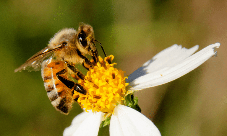 Are Honeybees Aggressive