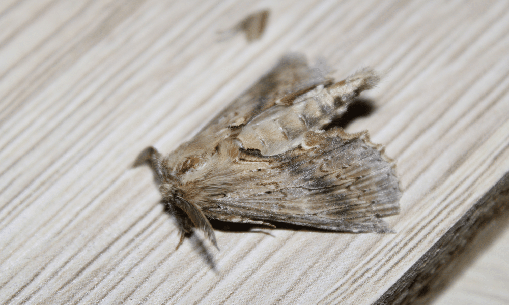 American Dagger Moth