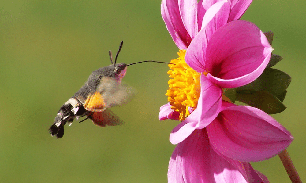 Moth Proboscis