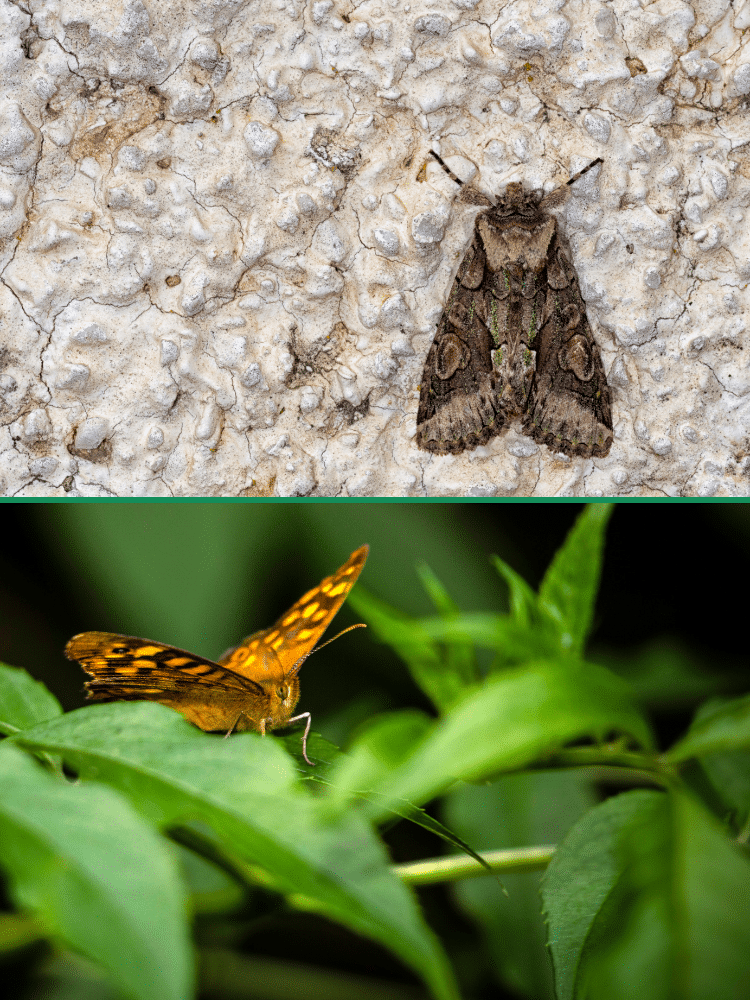 Are Moths and Butterflies Related