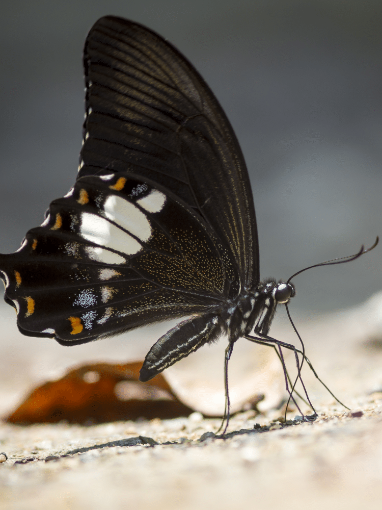 Black Butterfliy With White Spots