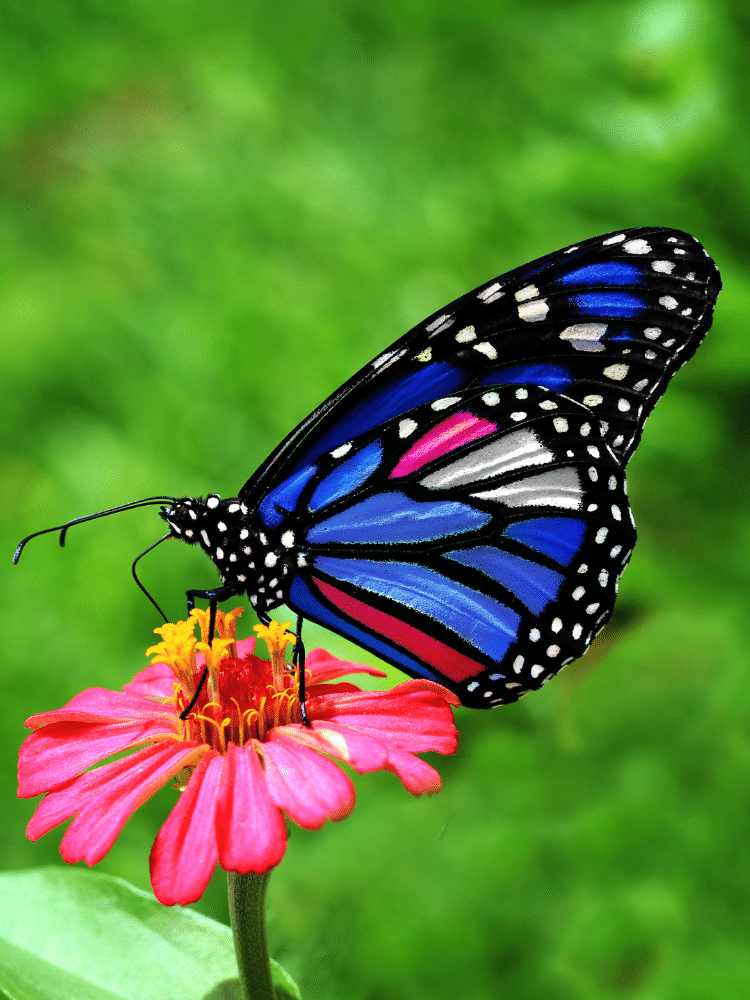 Blue Butterfly on a Pink Flower