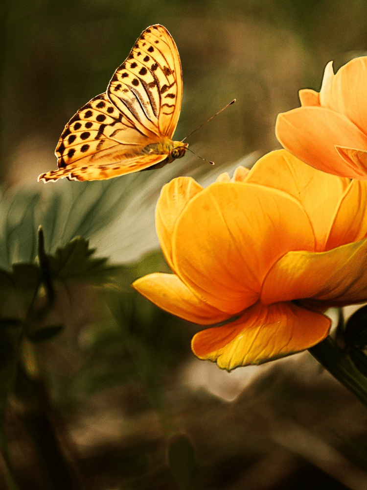 Bright Butterfly on an Orange Flower