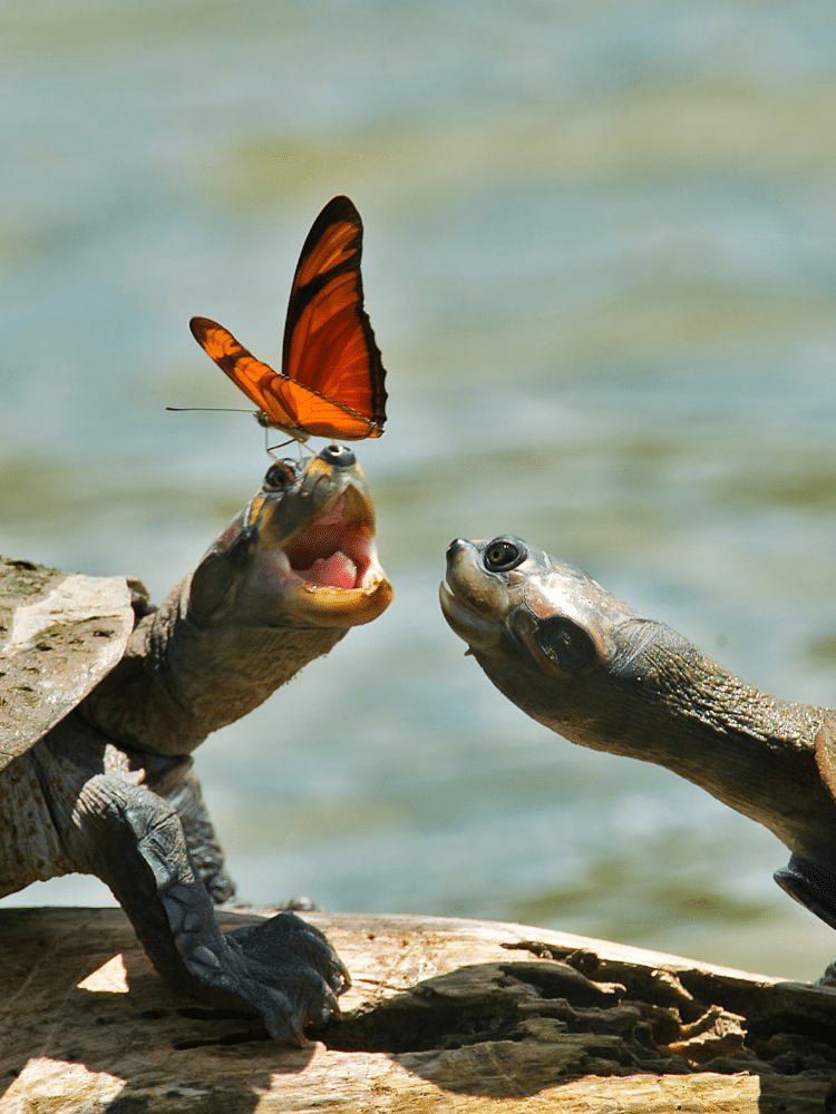 Butterfly Collecting Turtle Tears