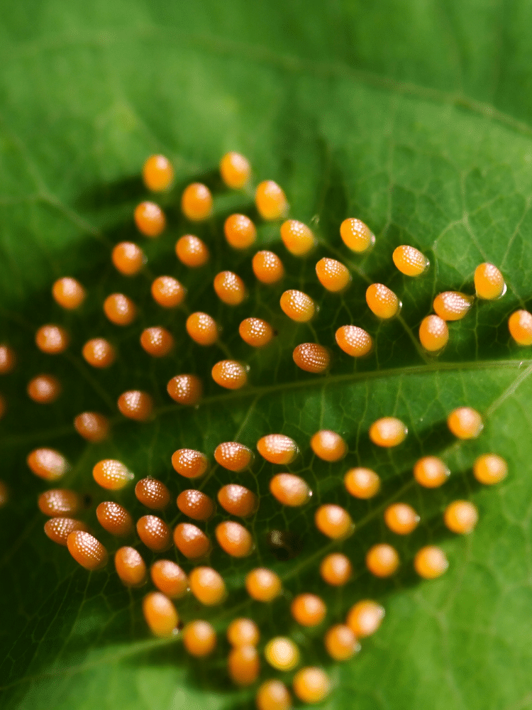 Close Up Butterfly Eggs