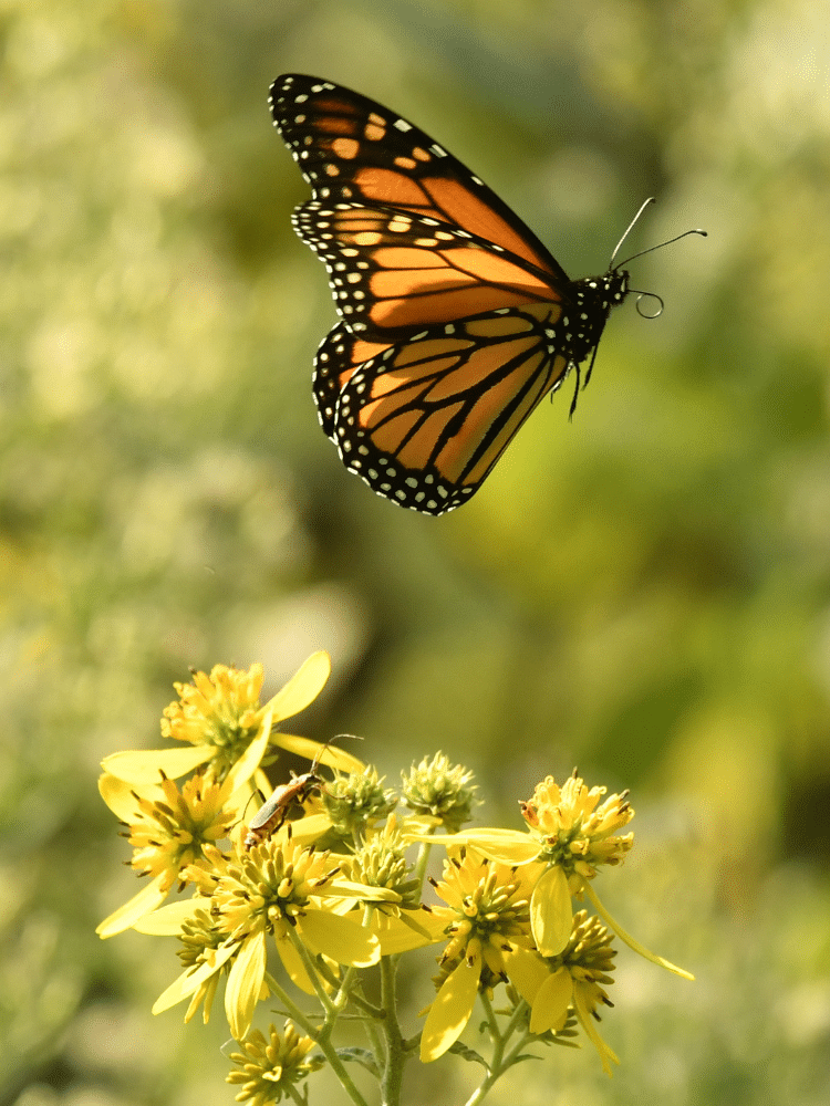Orange Butterfly Flying Away from a Flower