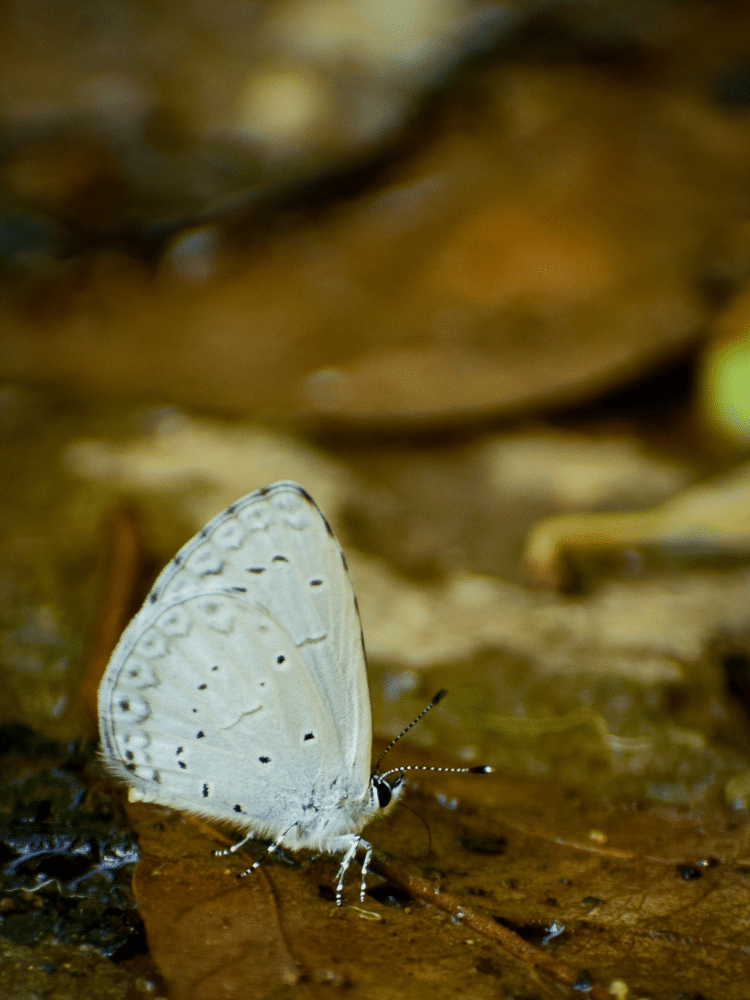 White Butterfly Puddling