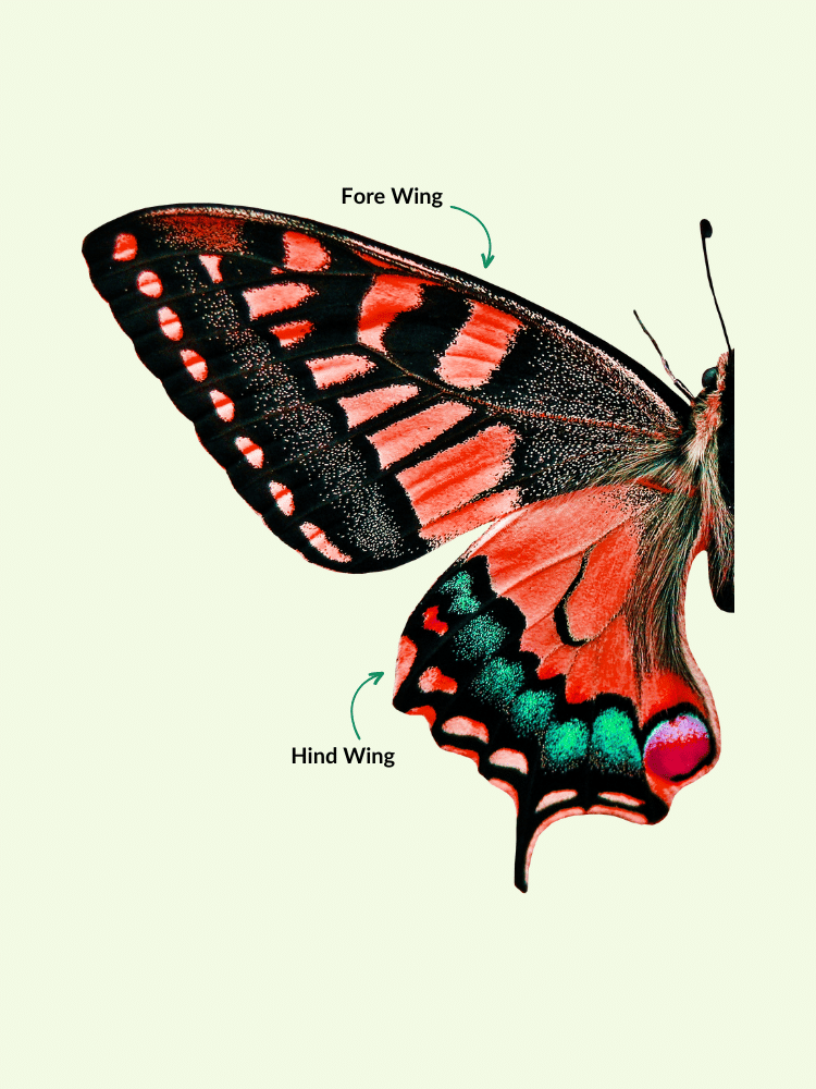 Butterfly Anatomy Wings Annotated