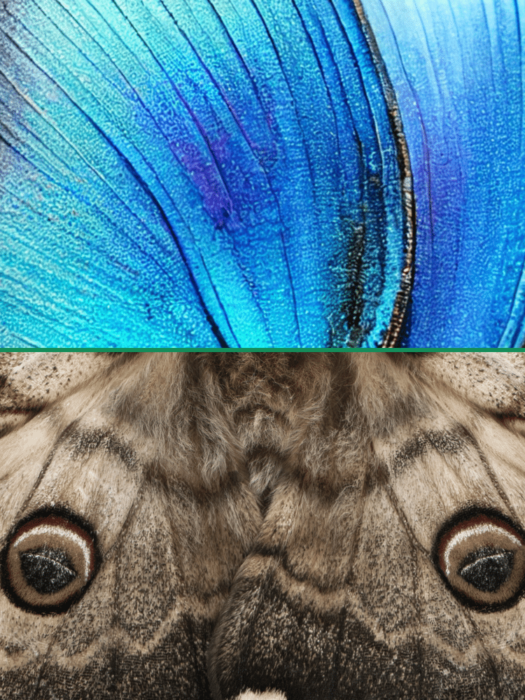 Butterfly Wing vs Moth Wing