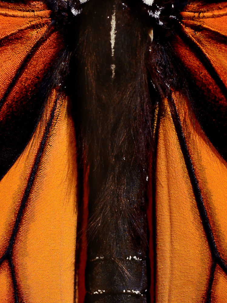 Close Up Orange Butterfly Wings