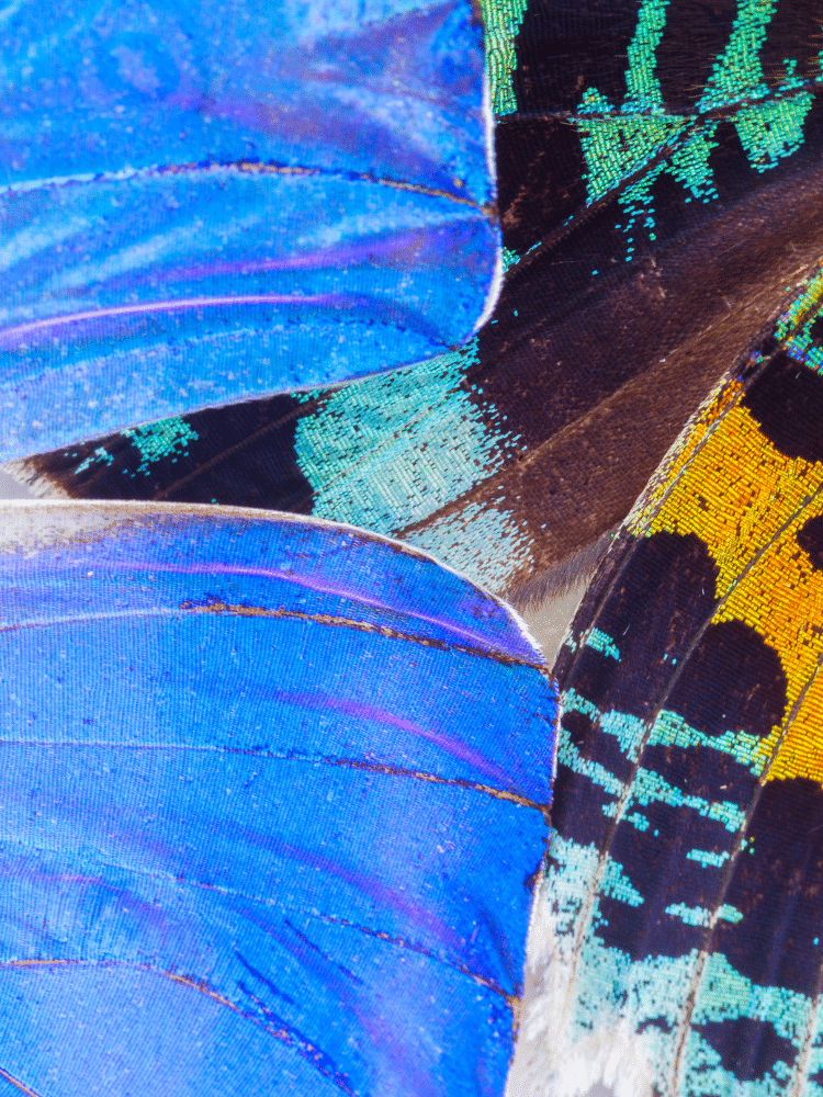 Close Up Butterfly Wings